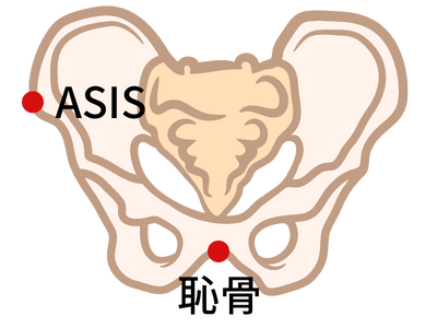 ASIS and pubic bone on neutral pelvic
